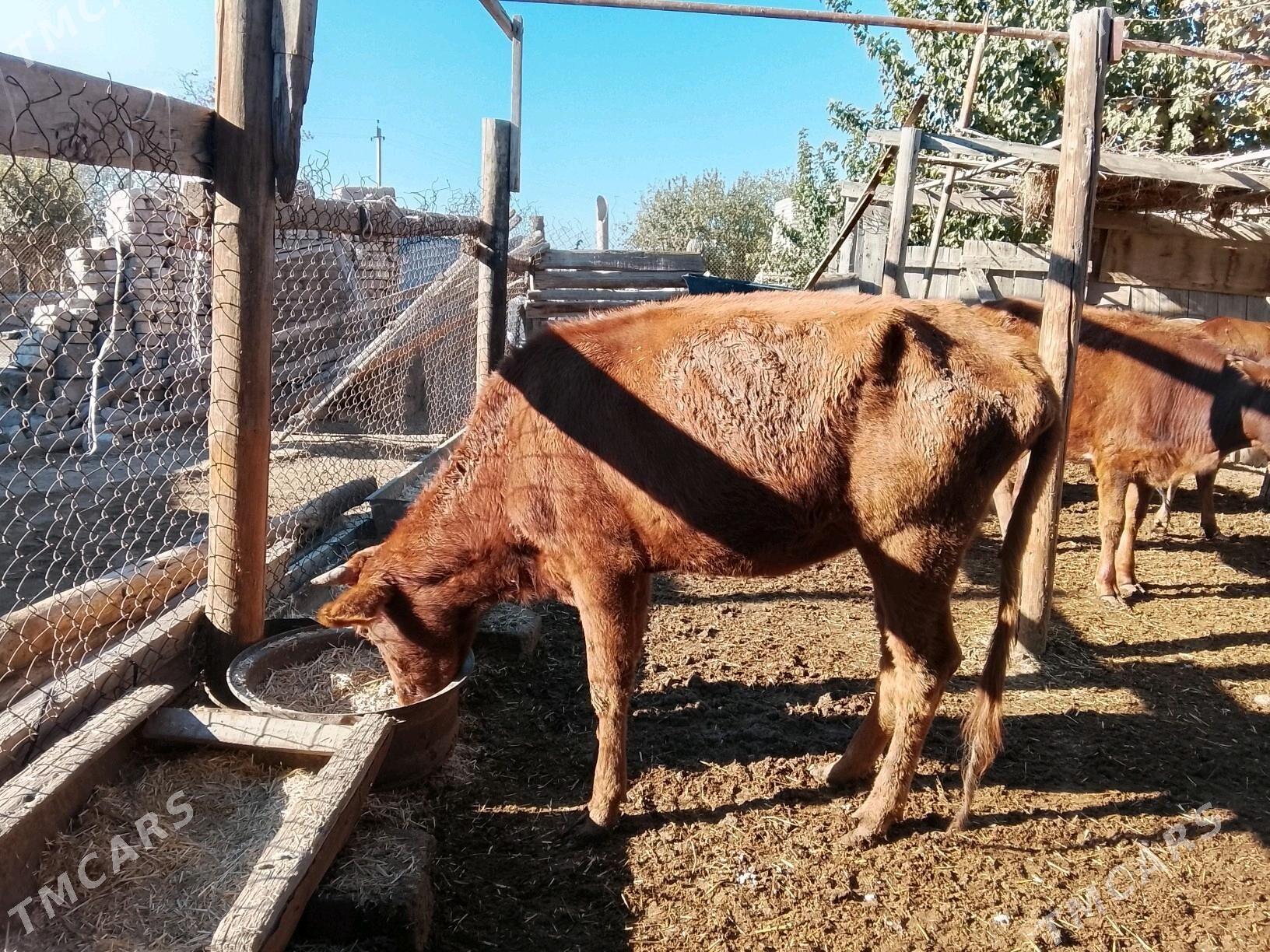 гулажын - Murgap - img 3