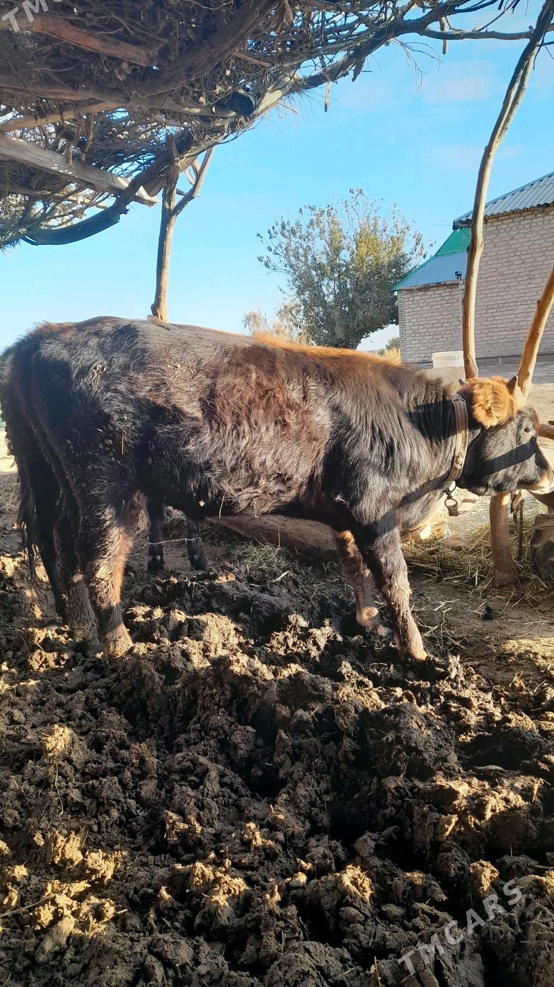 okuz we tuwe - Babadaýhan - img 2