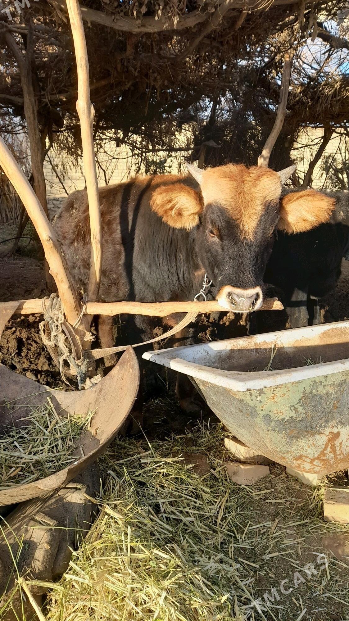 okuz we tuwe - Babadaýhan - img 1