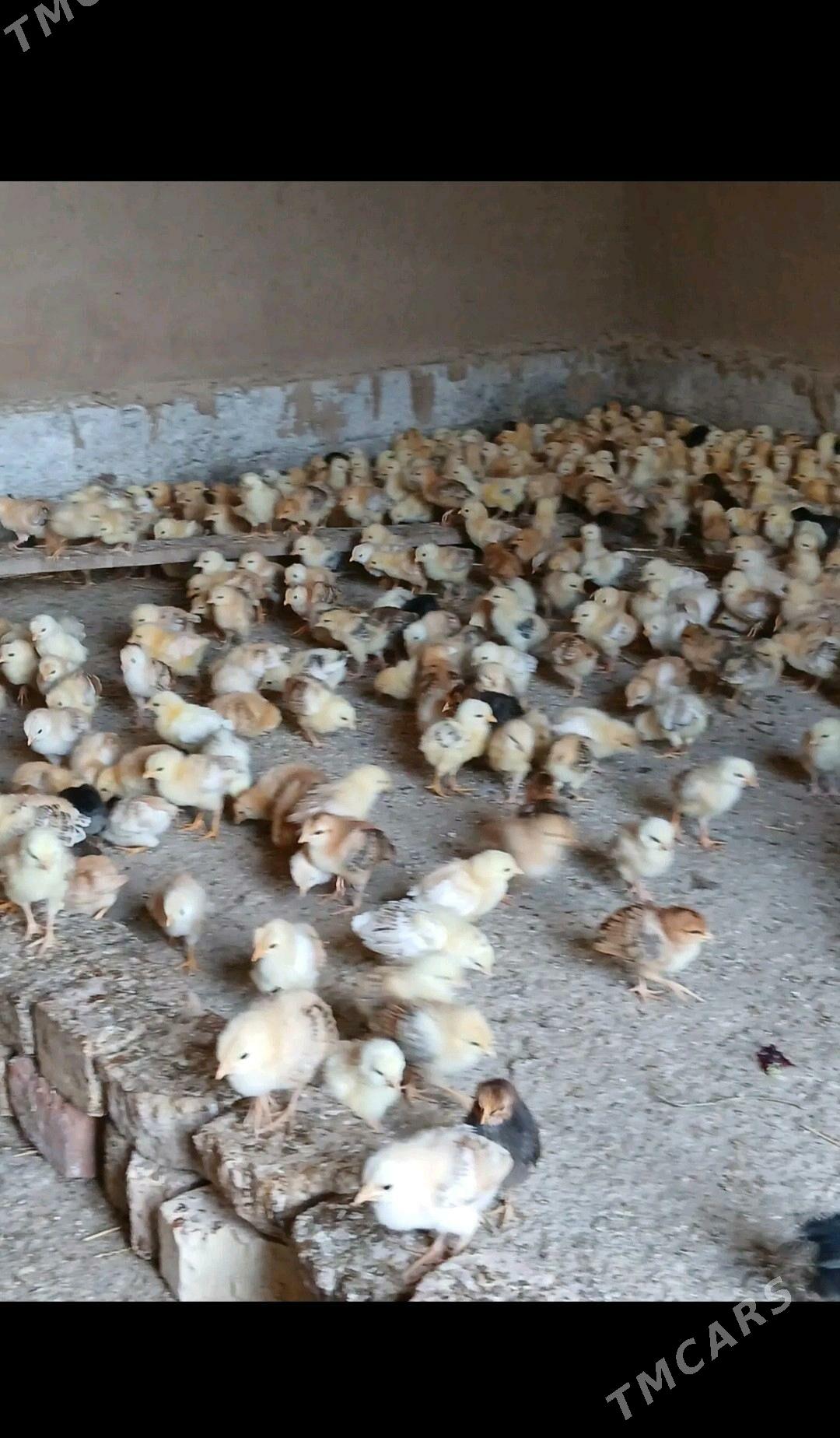 Towuk jüje - Теджен - img 1