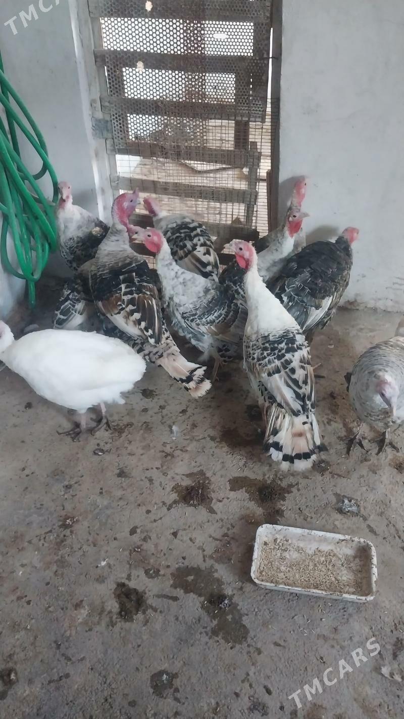 INDUK - Tejen - img 8