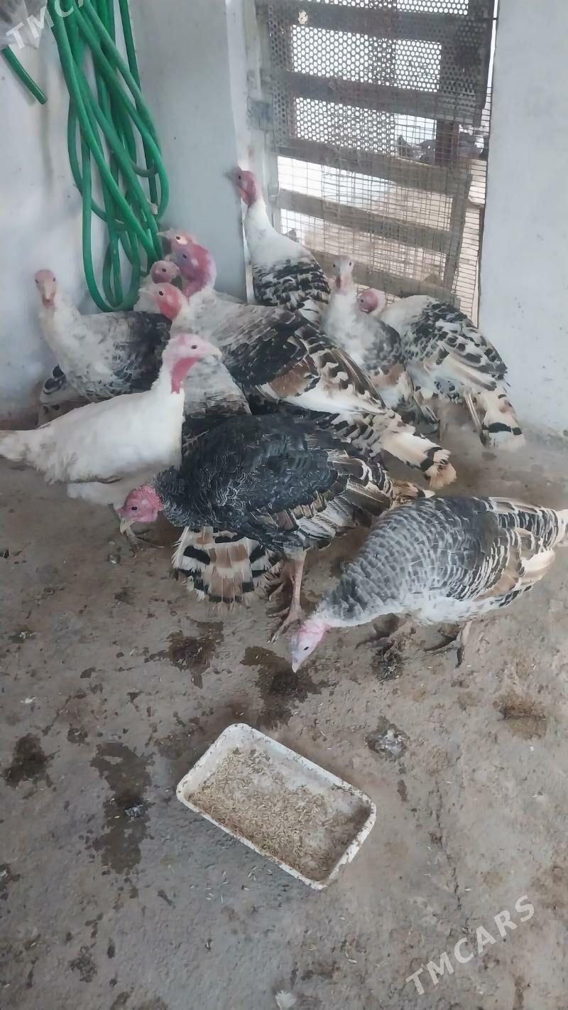 INDUK - Tejen - img 10