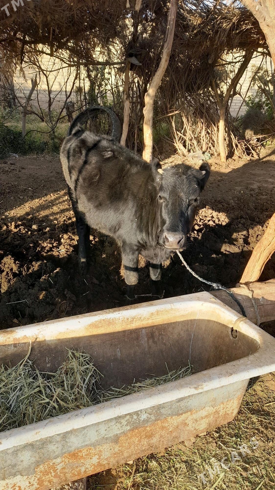 okuz we tuwe - Babadaýhan - img 3