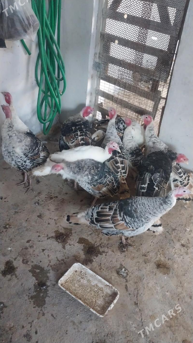 INDUK - Tejen - img 6