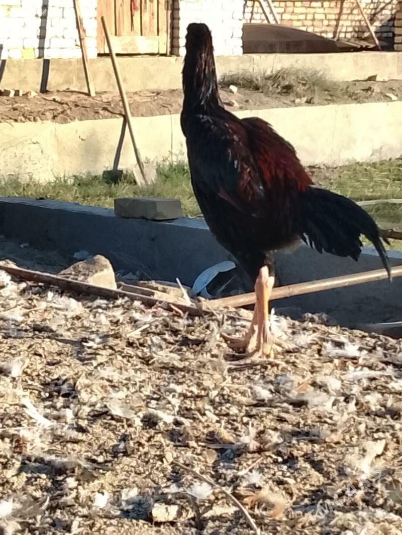 horaz - Фарап - img 1