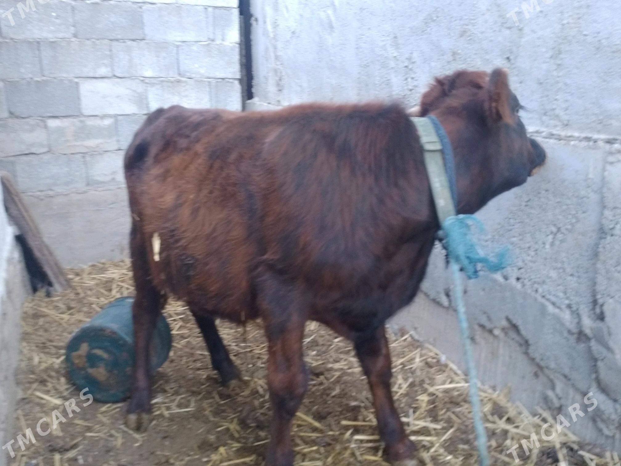 Okiz.. - Анев - img 2