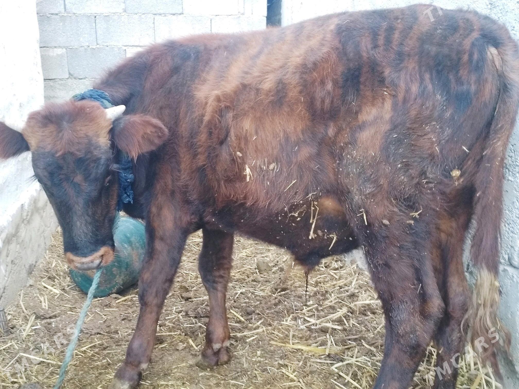 Okiz.. - Анев - img 3