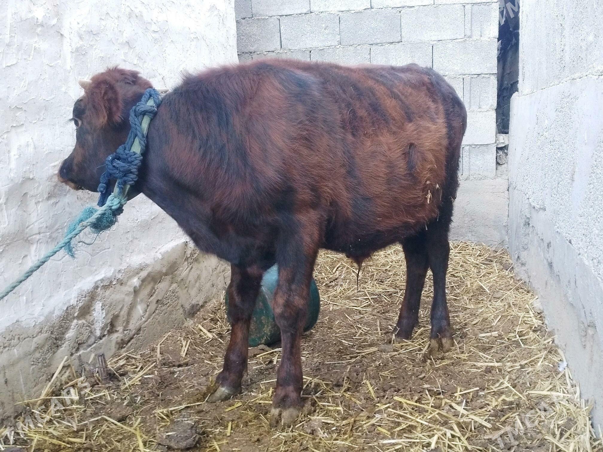 Okiz.. - Анев - img 1