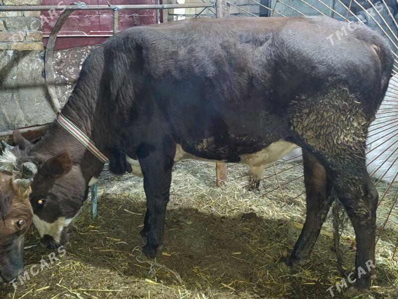 OKUZLER - Туркменабат - img 2