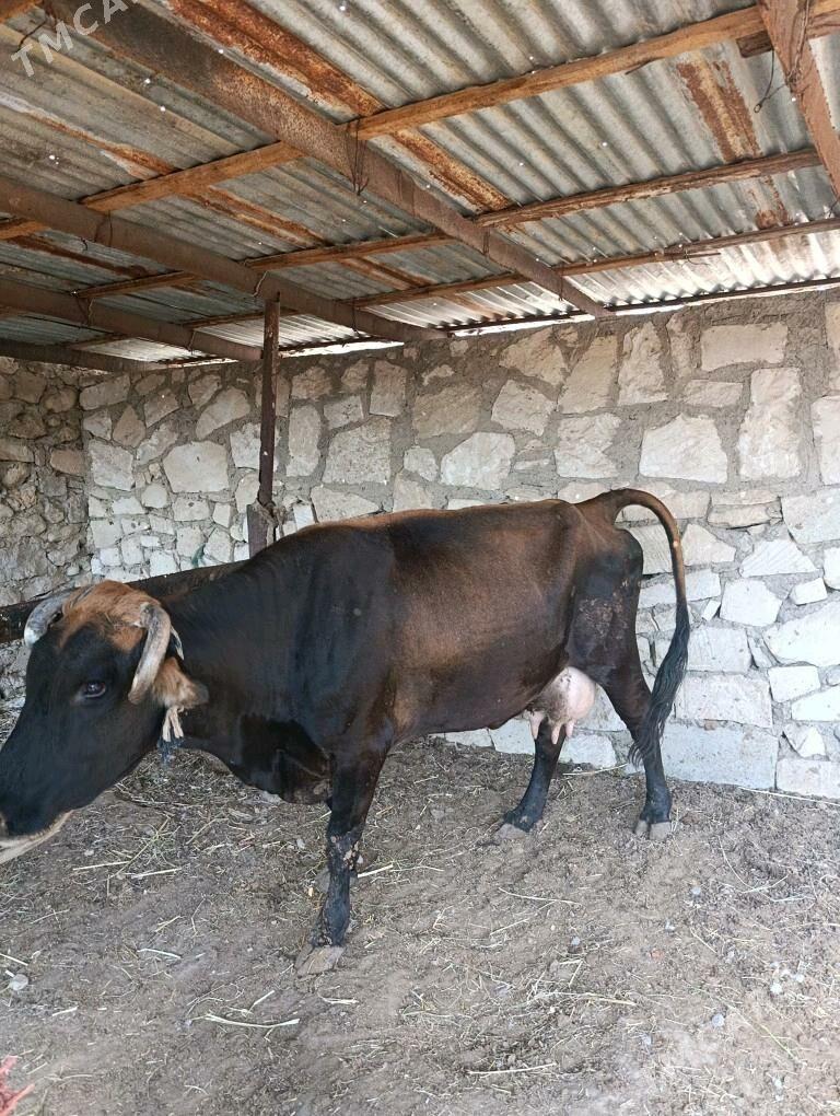 göleli sygyr - Balkanabat - img 2