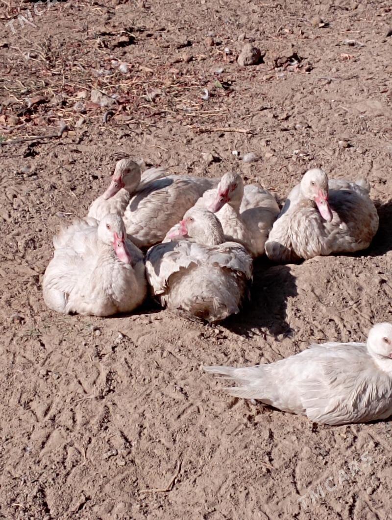 indawutk - Garadamak - img 1