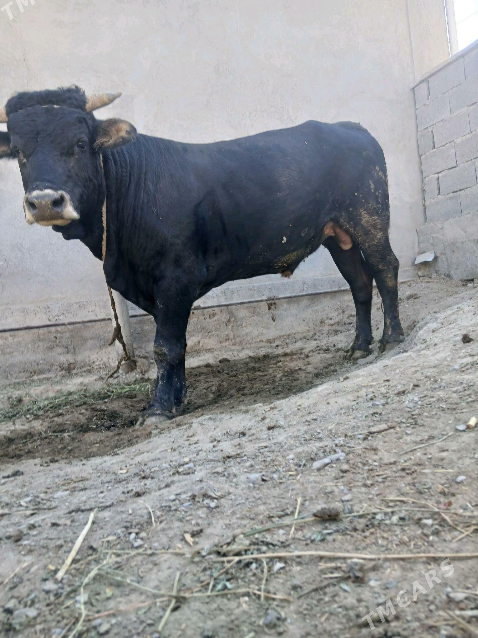 öküz - Bäherden - img 1