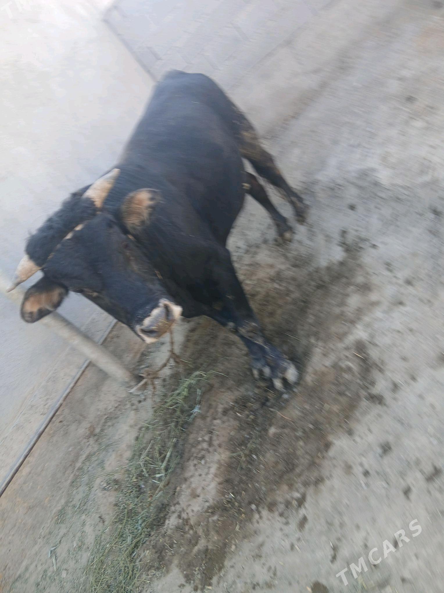 öküz - Bäherden - img 4