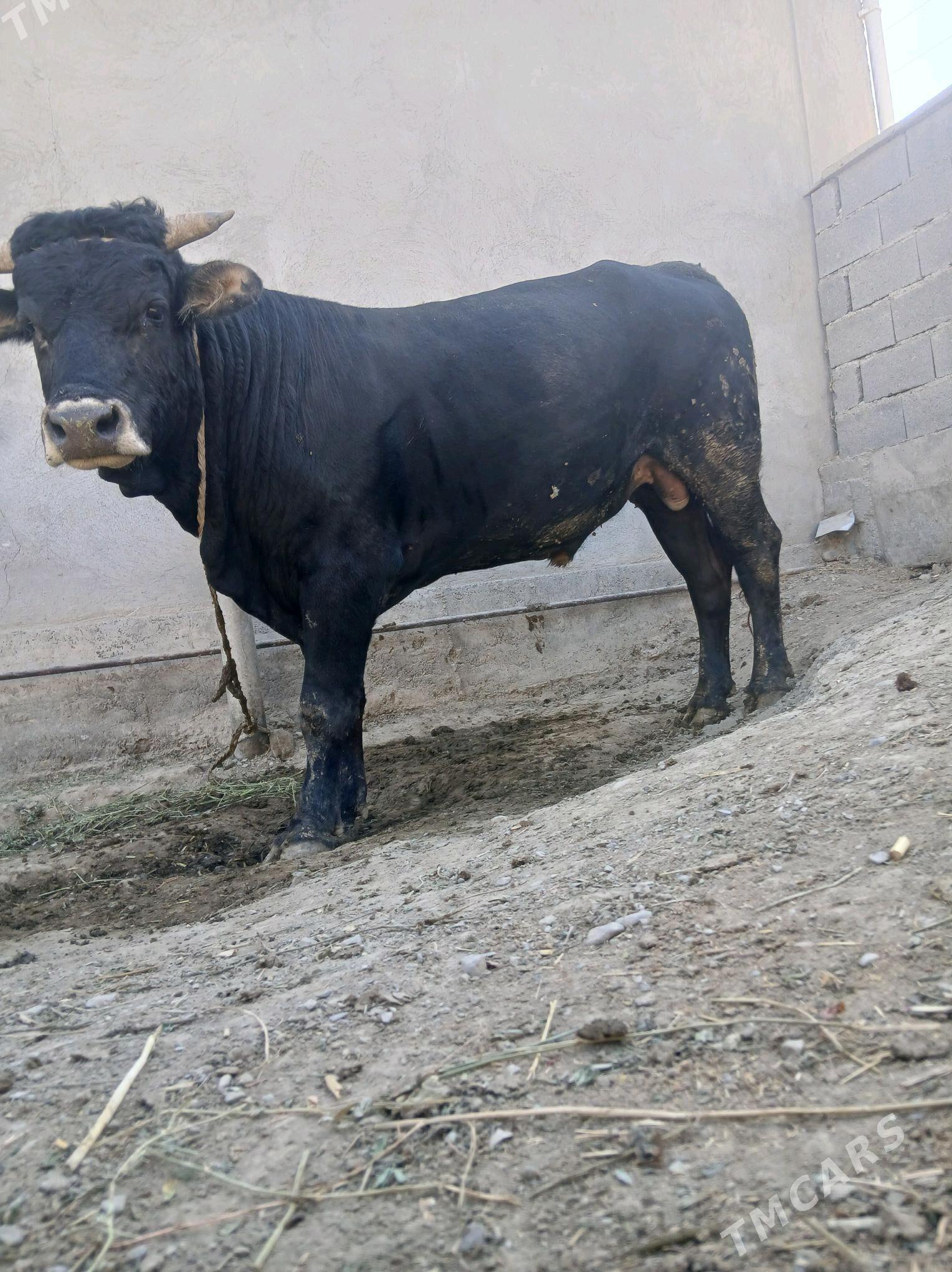 öküz - Bäherden - img 3