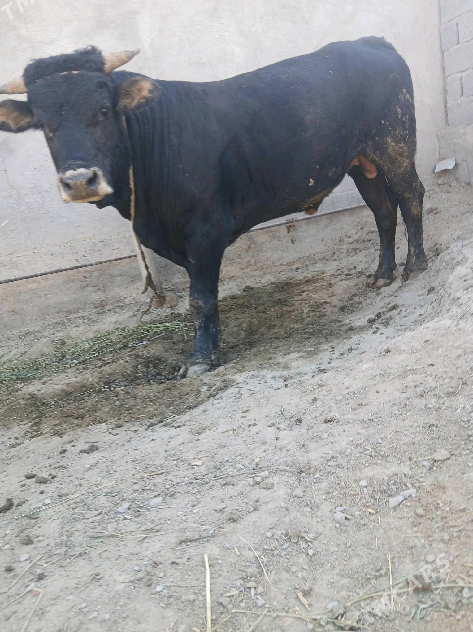 öküz - Bäherden - img 2