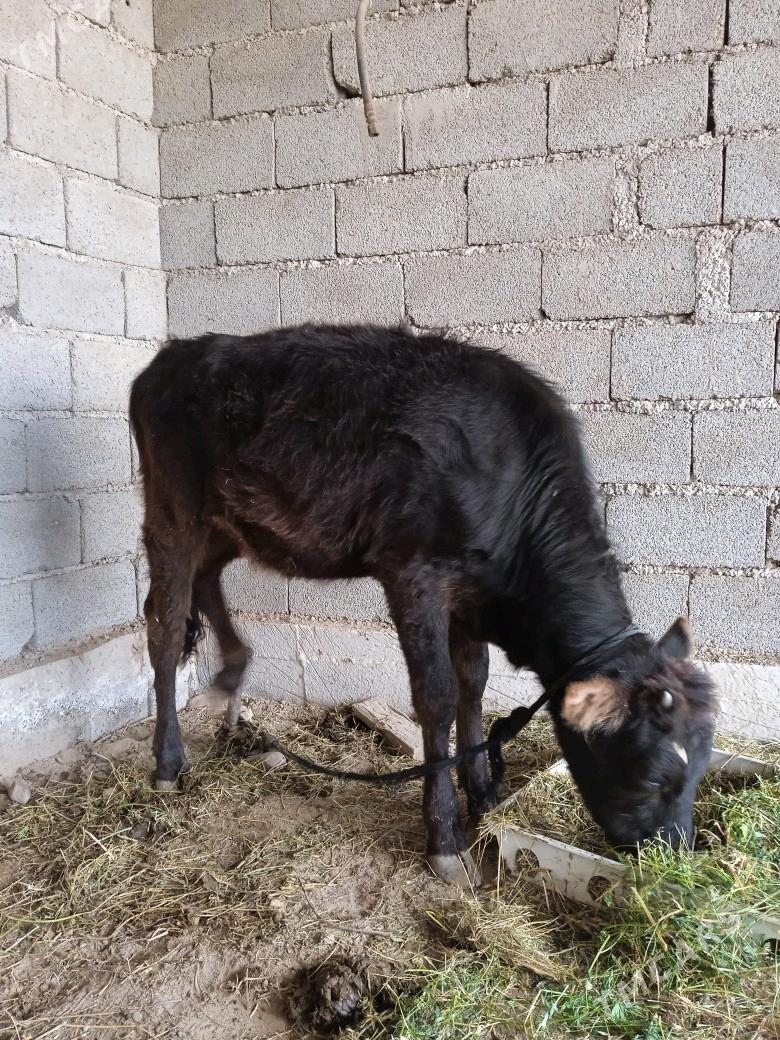 Tuwe - Бабадайхан - img 1