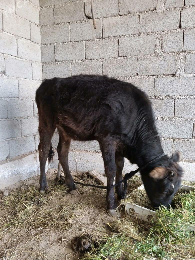 Tuwe - Бабадайхан - img 2