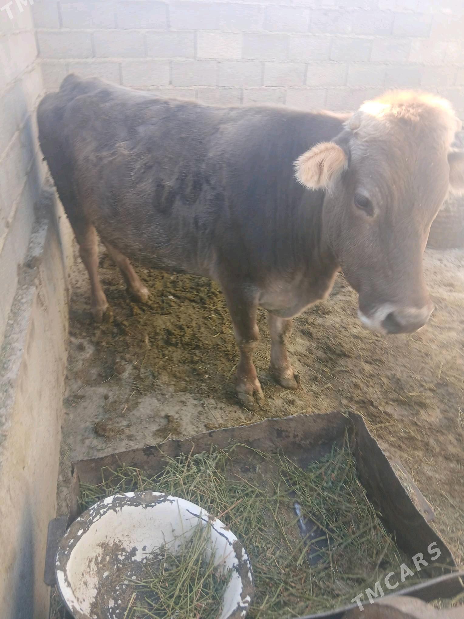 sygyr - Bäherden - img 5