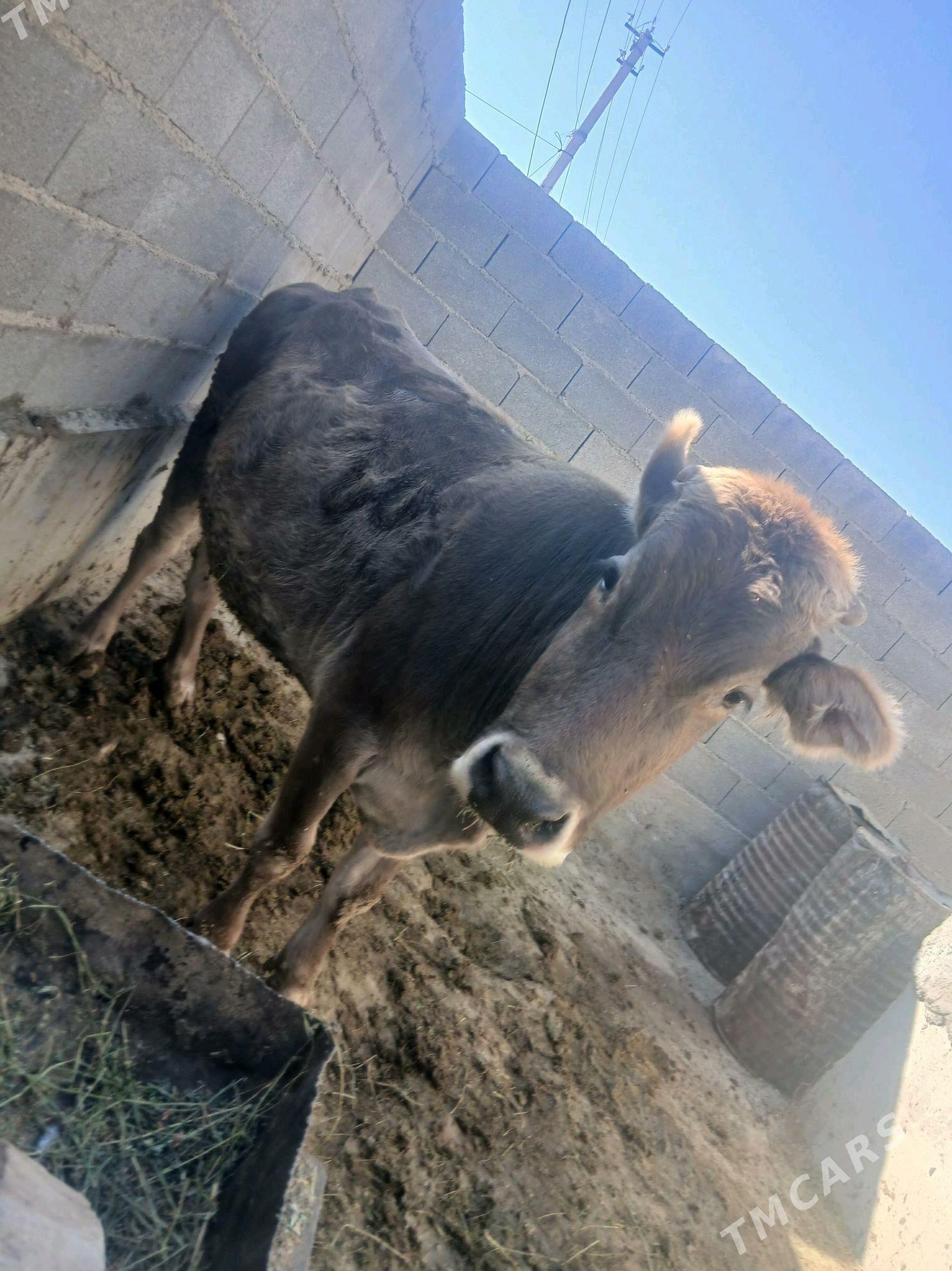 sygyr - Bäherden - img 1