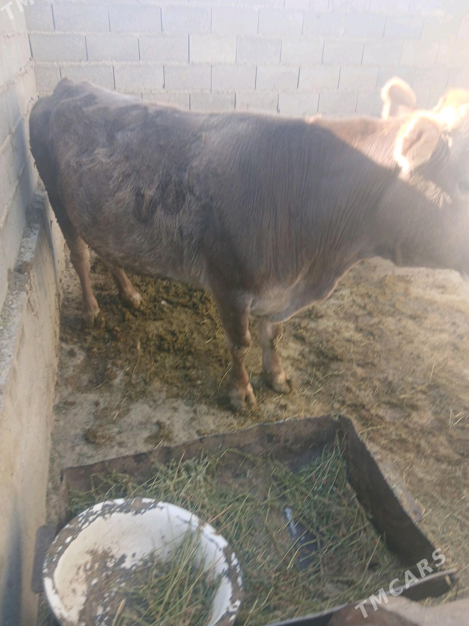 sygyr - Bäherden - img 4