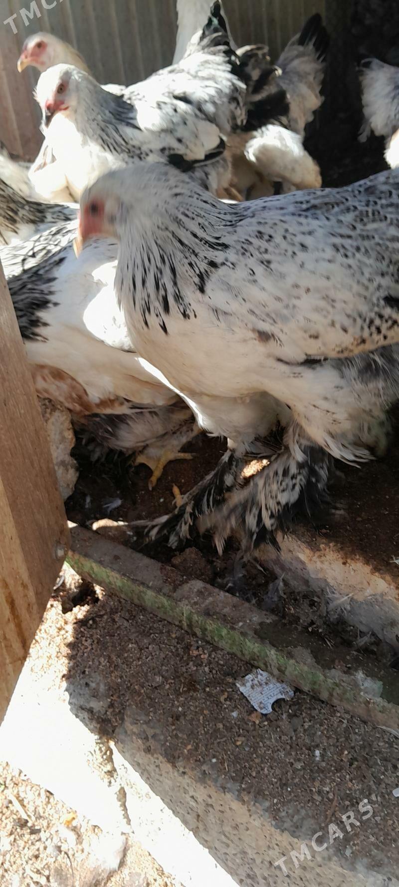 balgar towuklar - Çoganly - img 3