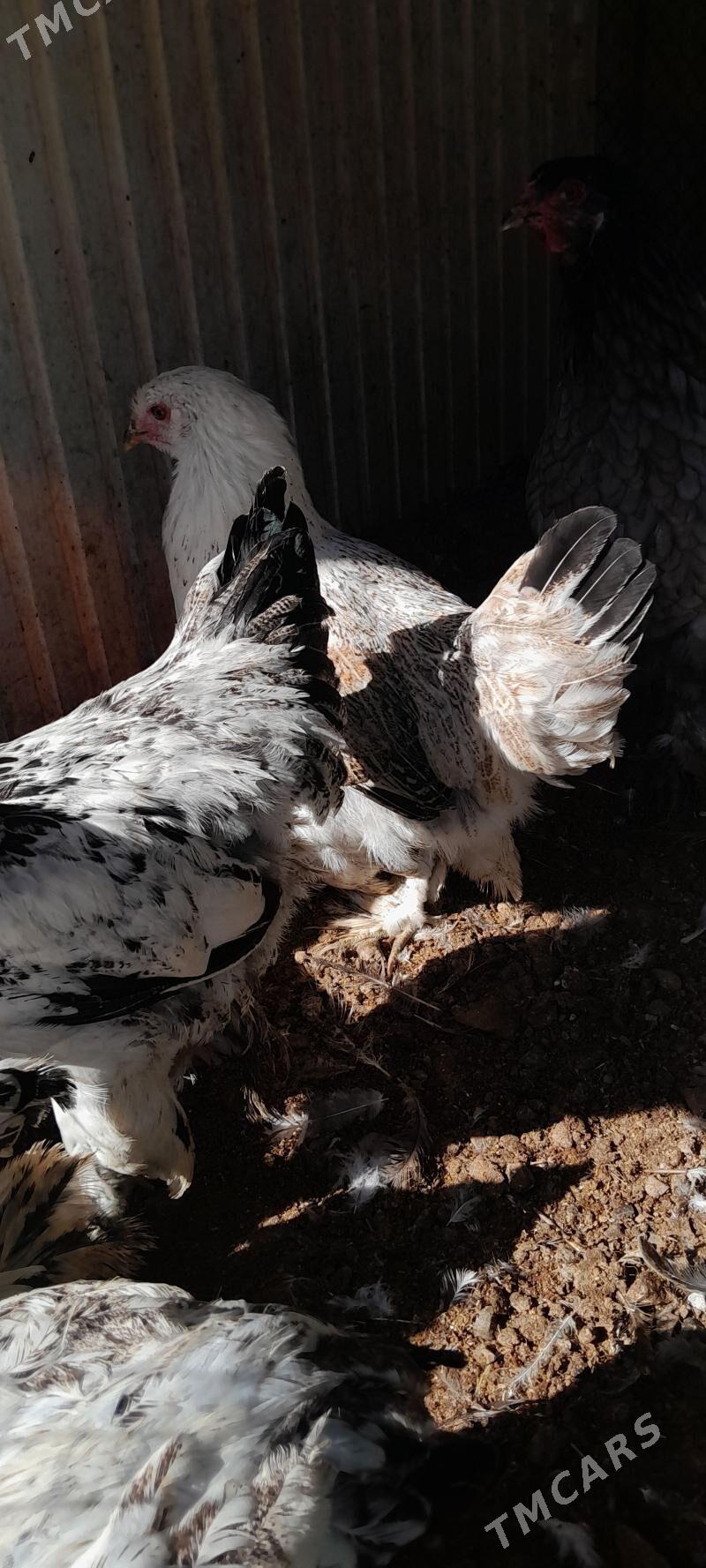 balgar towuklar - Çoganly - img 1