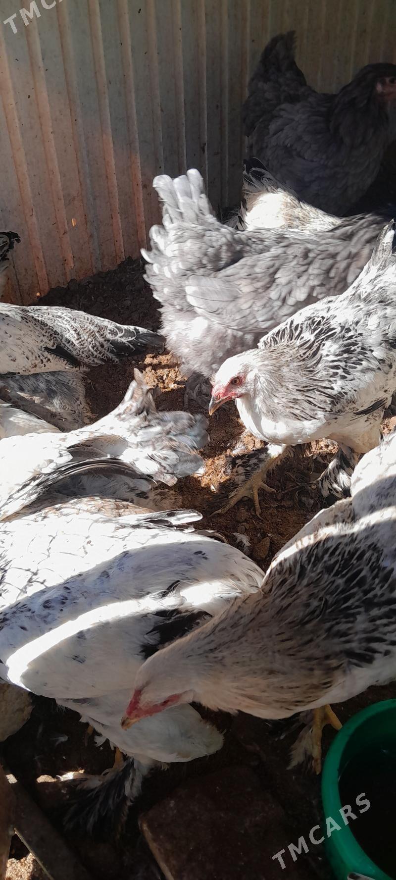 balgar towuklar - Çoganly - img 4