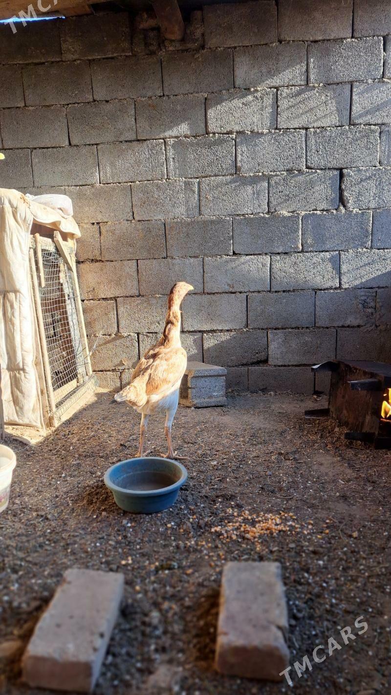 Taşgent towuk - Bagyr - img 1