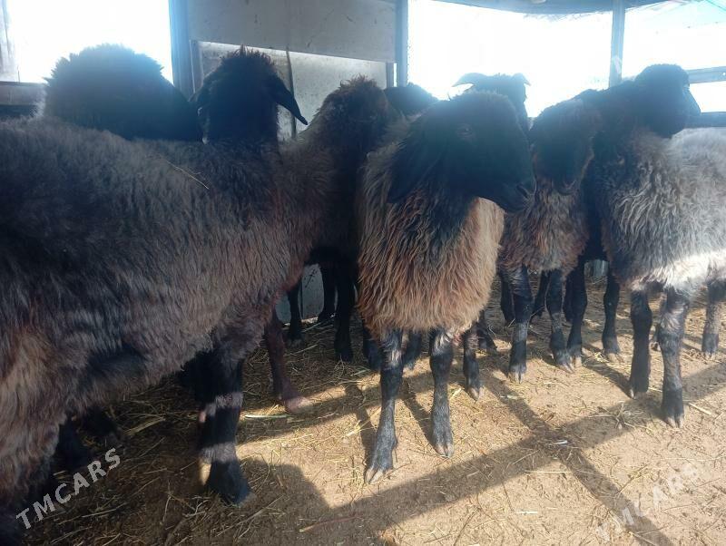 tokly garakol issek goyun - Aşgabat - img 5