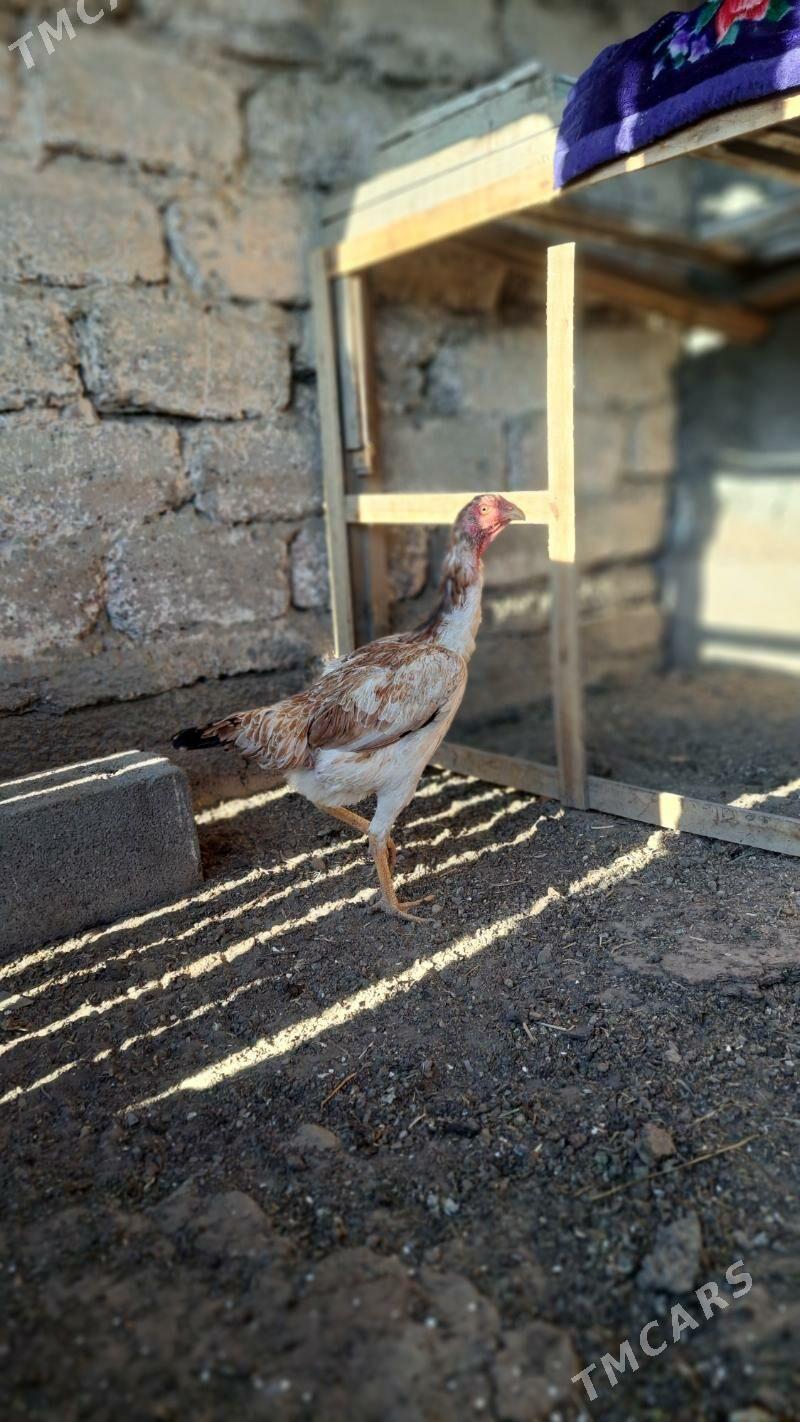 Taşgent towuk - Bagyr - img 3