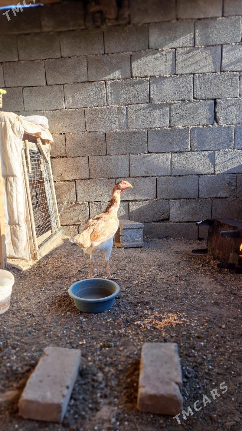 Taşgent towuk - Bagyr - img 2