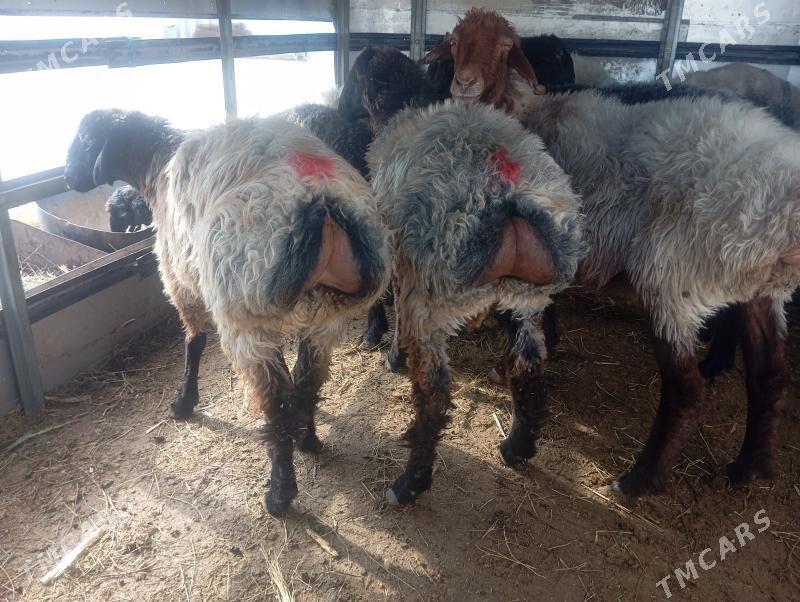 tokly garakol issek goyun - Aşgabat - img 2