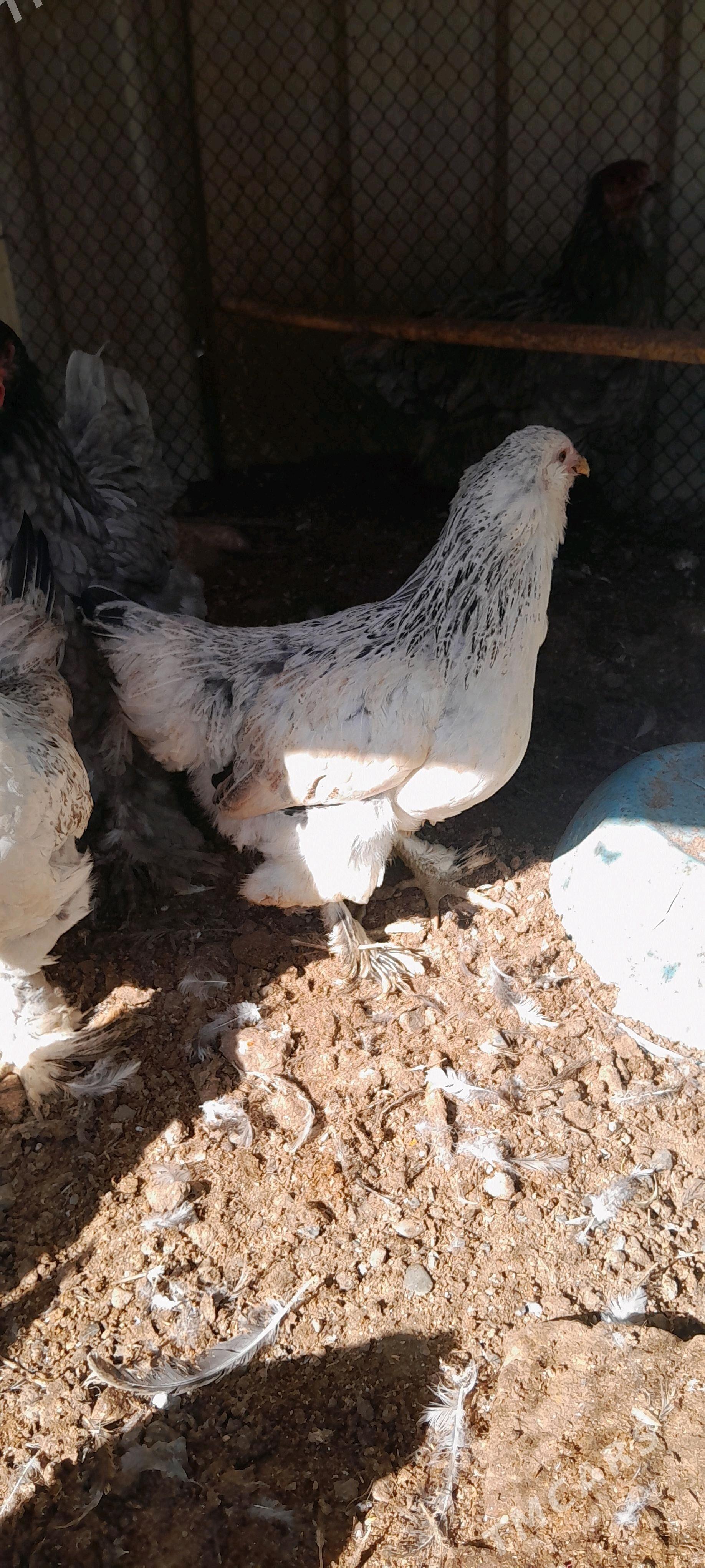 balgar towuklar - Çoganly - img 2