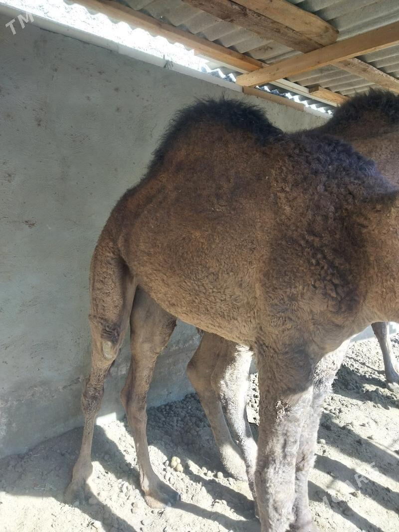 duluc - Çoganly - img 3