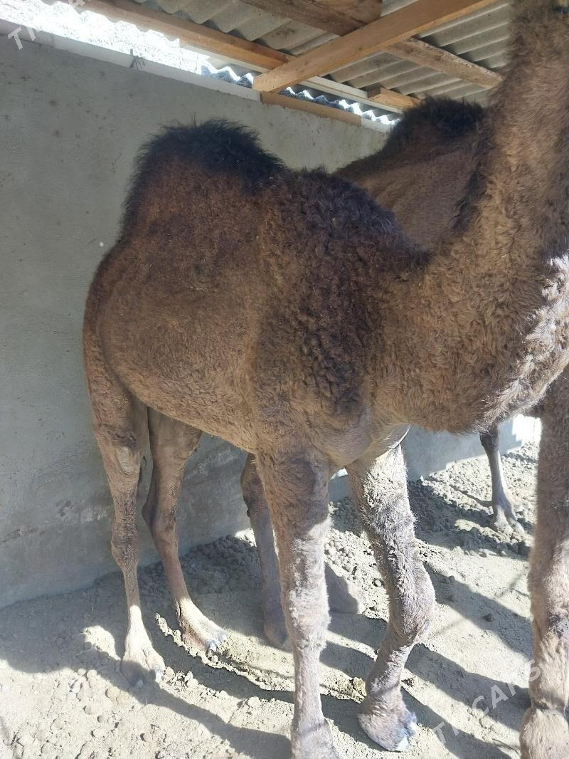 duluc - Çoganly - img 1