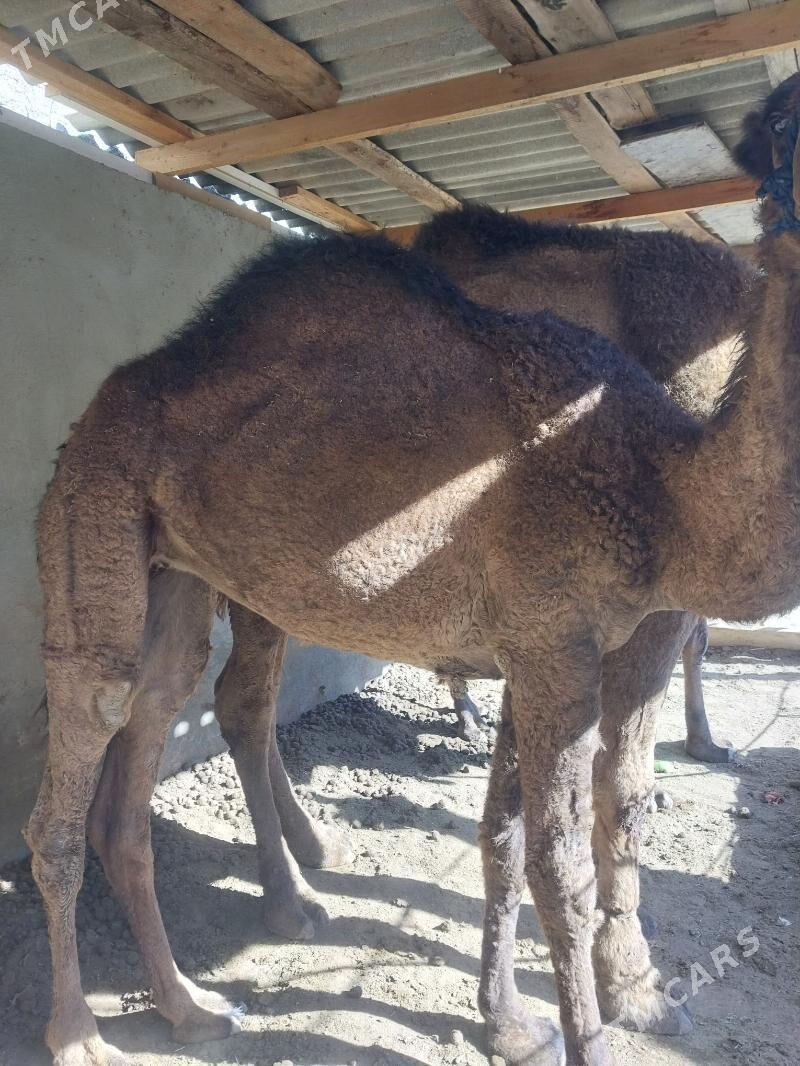 duluc - Çoganly - img 2