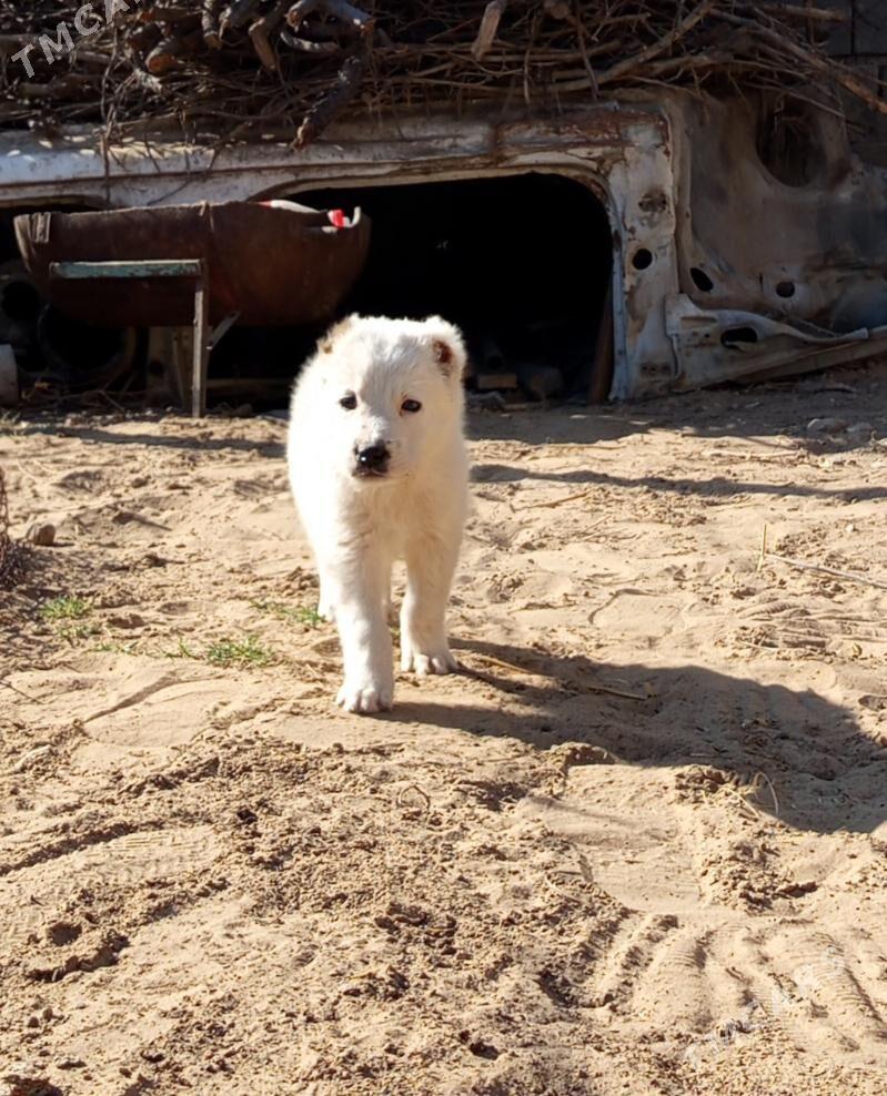 alabaý güjük - Bagyr - img 4