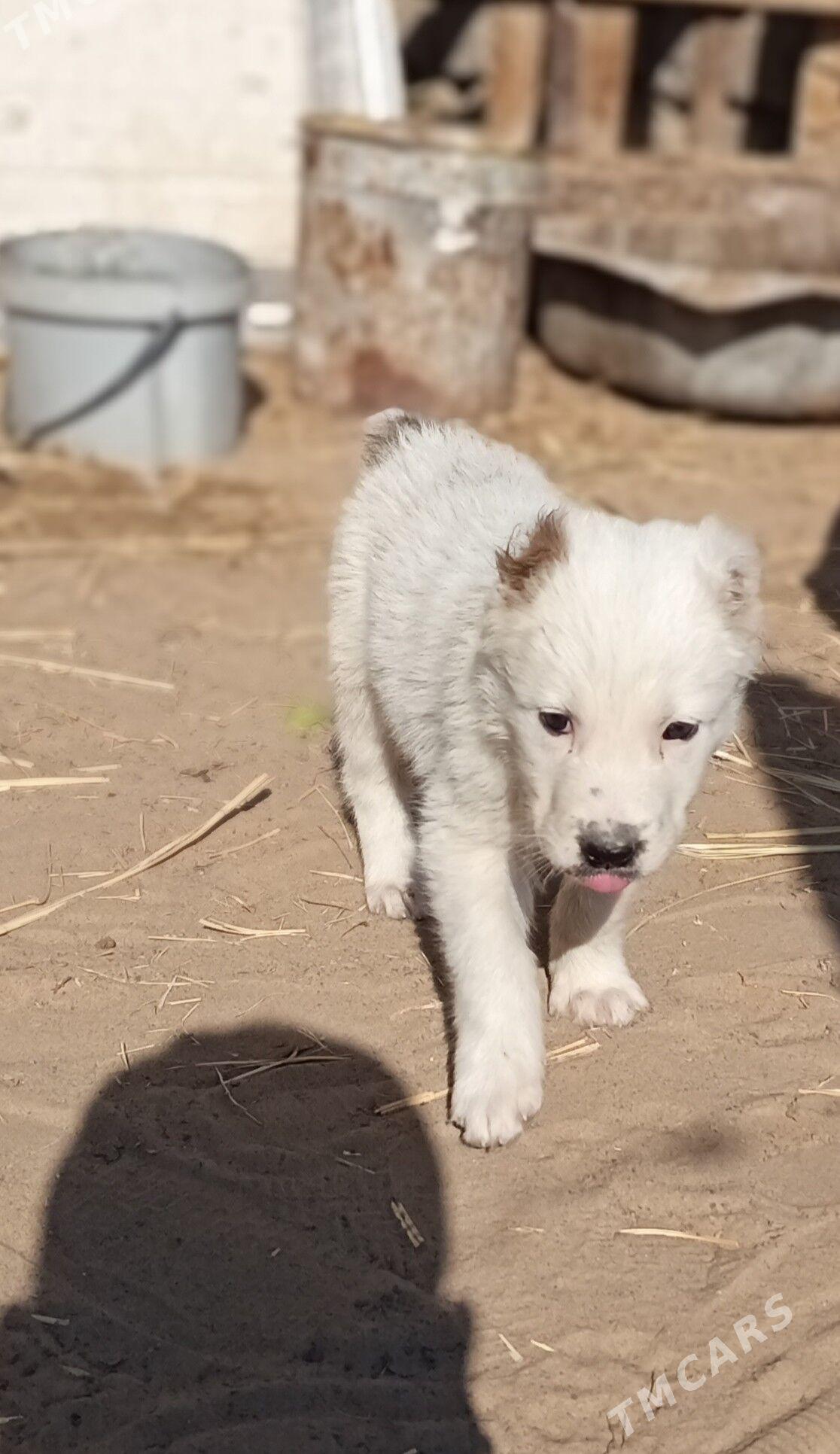 alabaý güjük - Bagyr - img 1