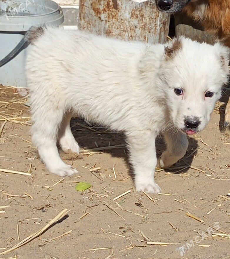 alabaý güjük - Bagyr - img 5