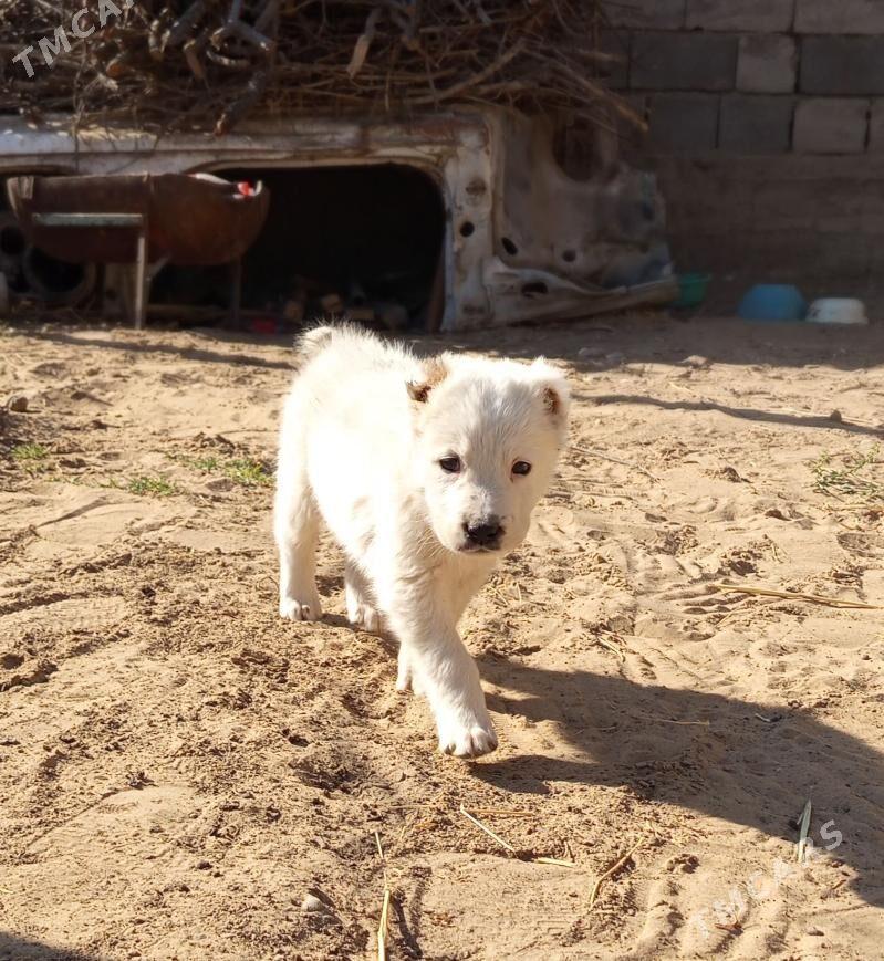 alabaý güjük - Bagyr - img 3