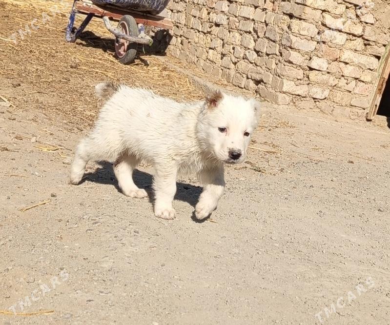 alabaý güjük - Bagyr - img 2