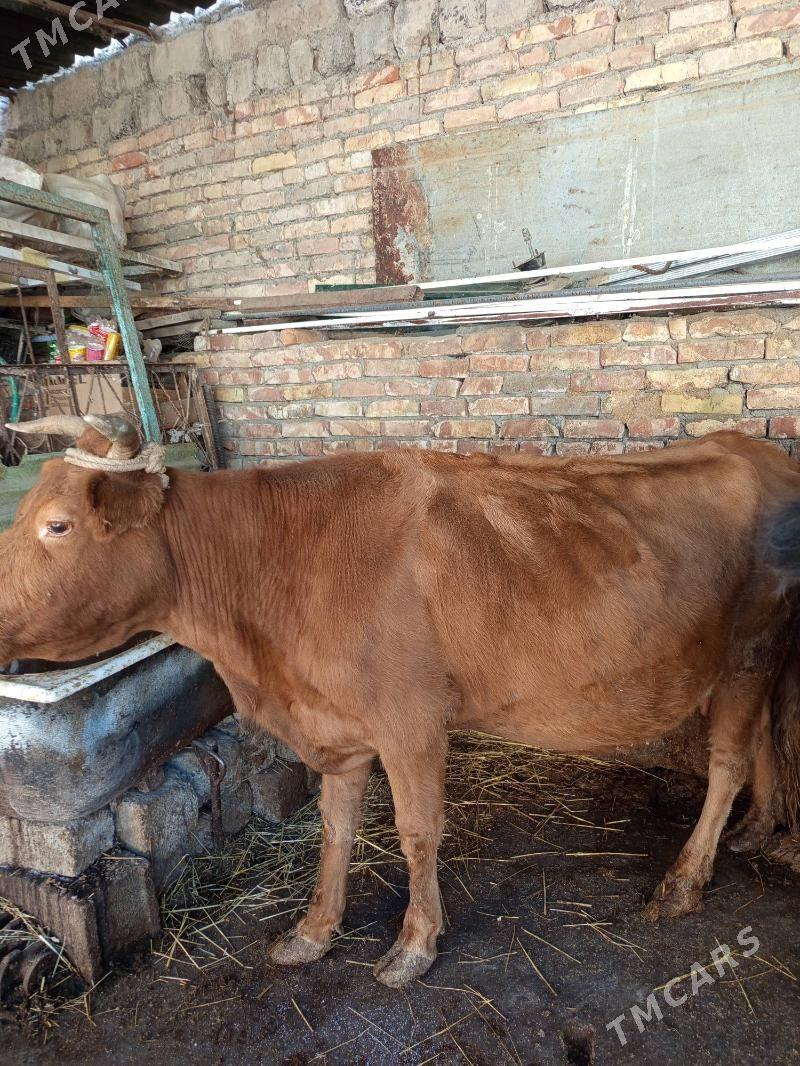 göleli sygyr - Aşgabat - img 1