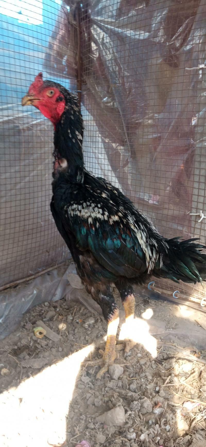 байсы хораз - Çärjew - img 3