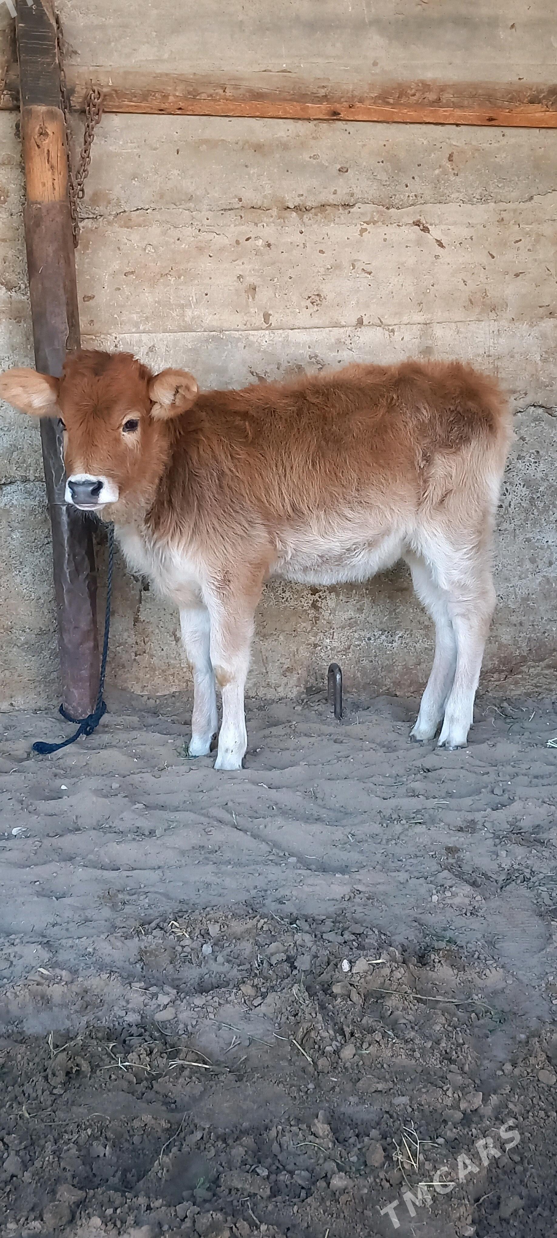 Tohum Tuwe. - Gökdepe - img 1