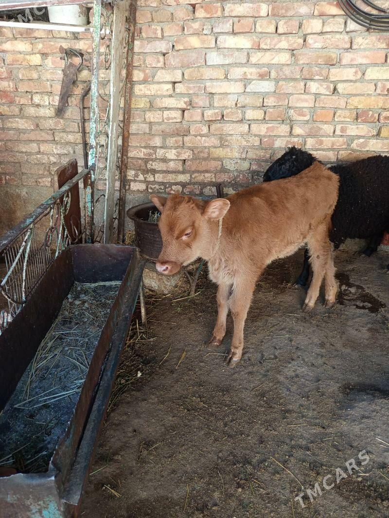 göleli sygyr - Aşgabat - img 2