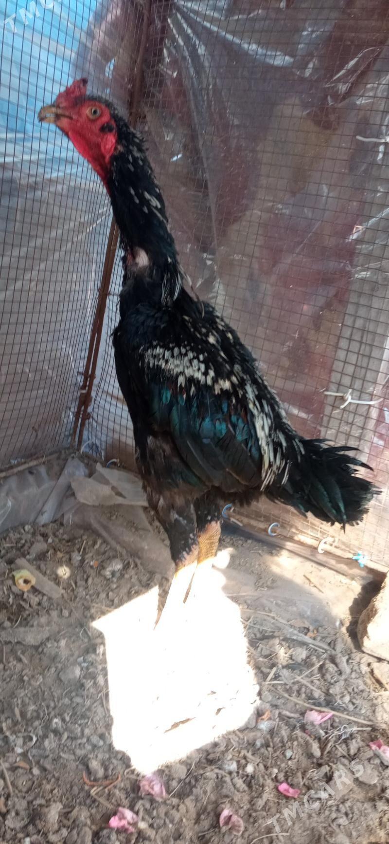 байсы хораз - Çärjew - img 5