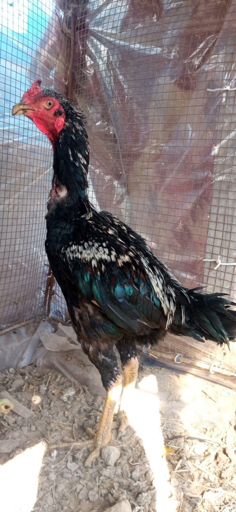 байсы хораз - Çärjew - img 2