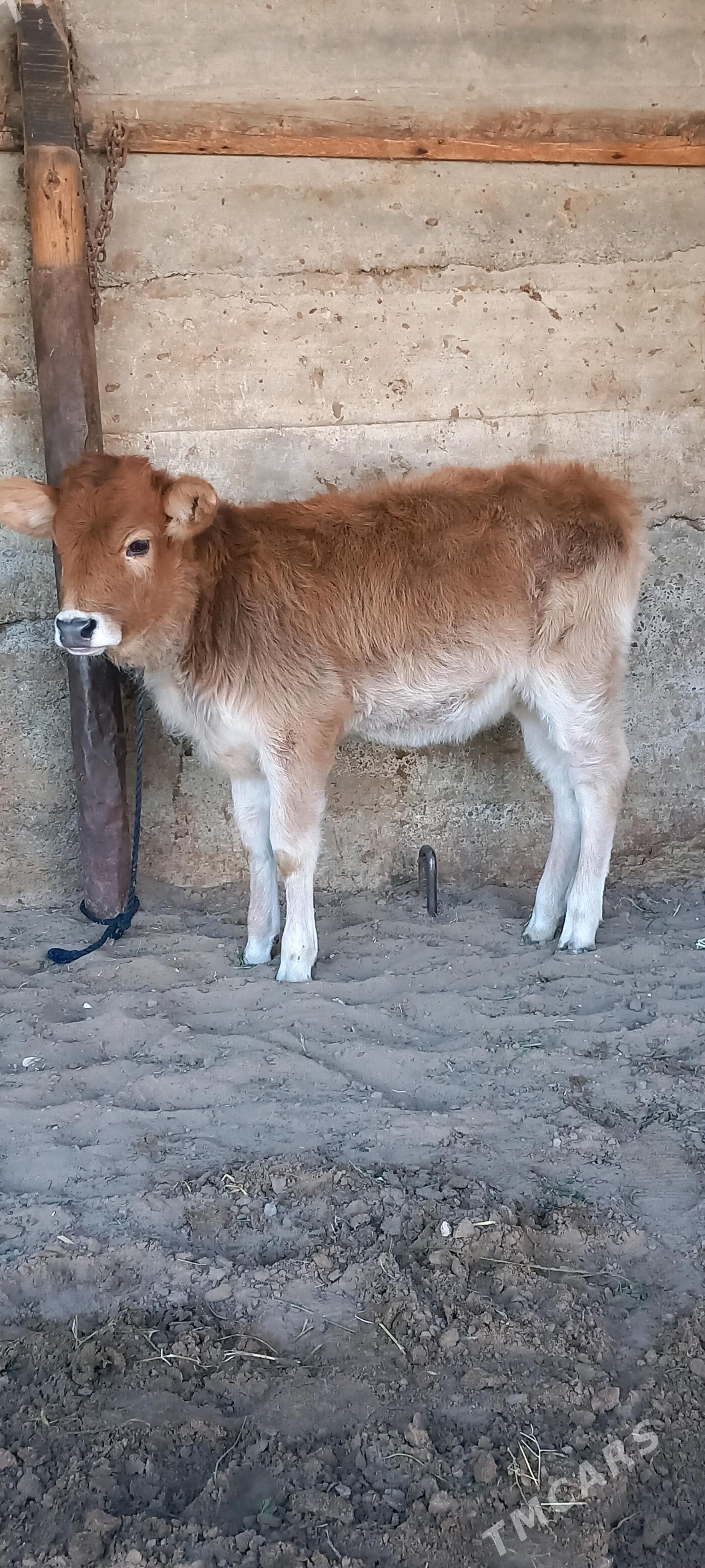 Tohum Tuwe. - Gökdepe - img 2