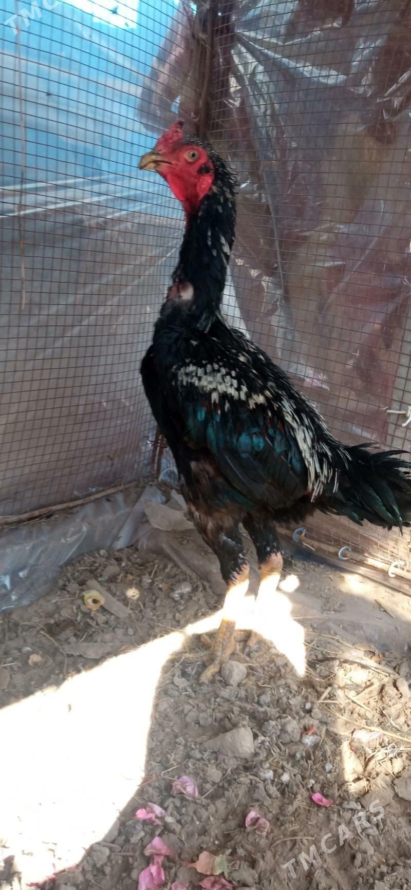 байсы хораз - Çärjew - img 4