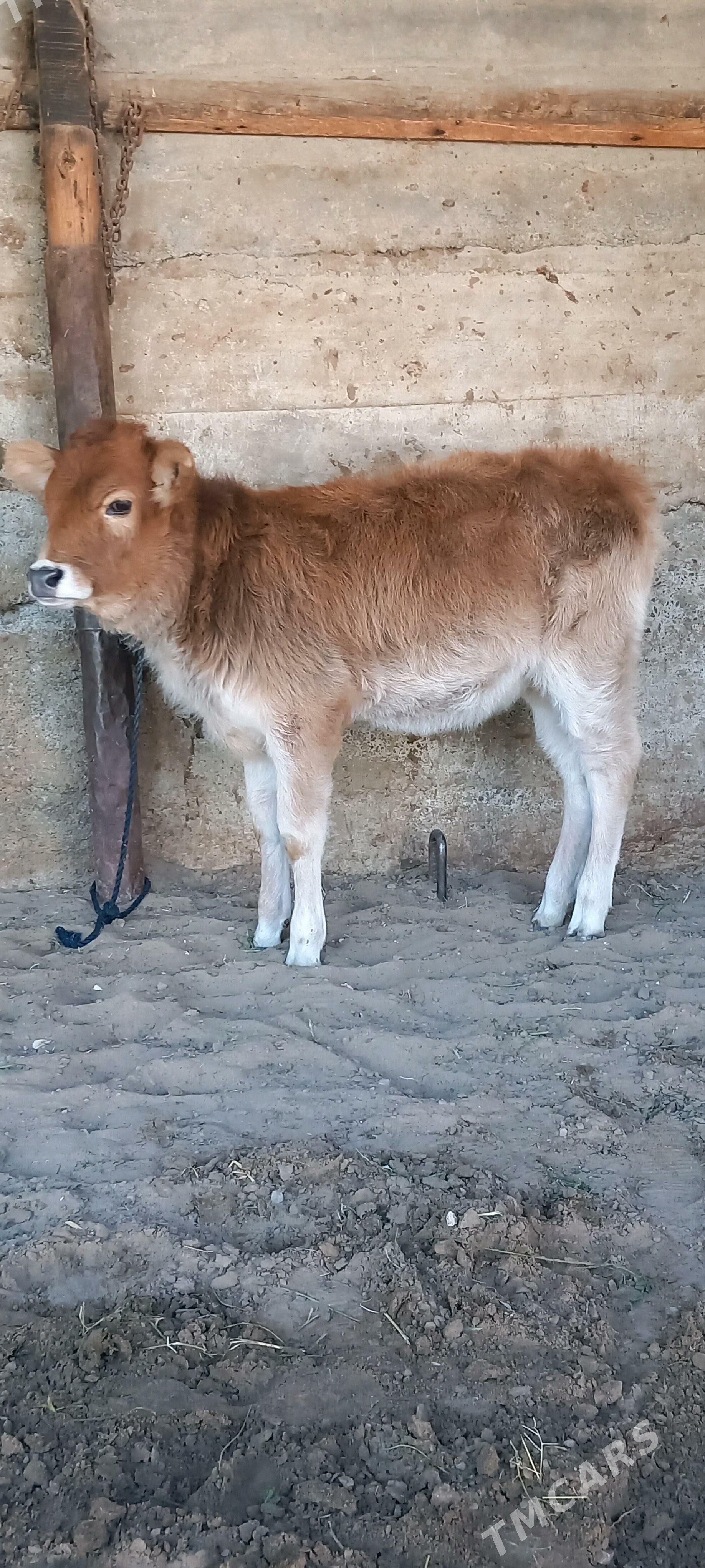 Tohum Tuwe. - Gökdepe - img 3